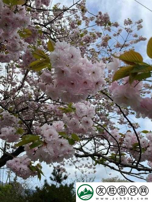 櫻花官方站