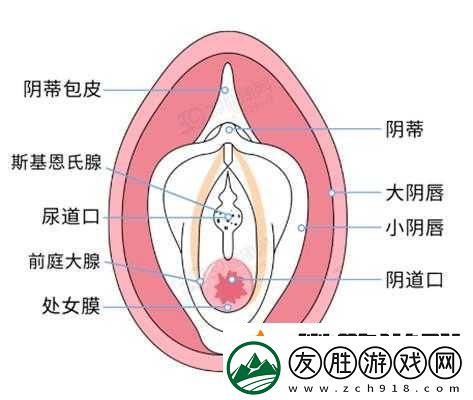 美女一級做受
