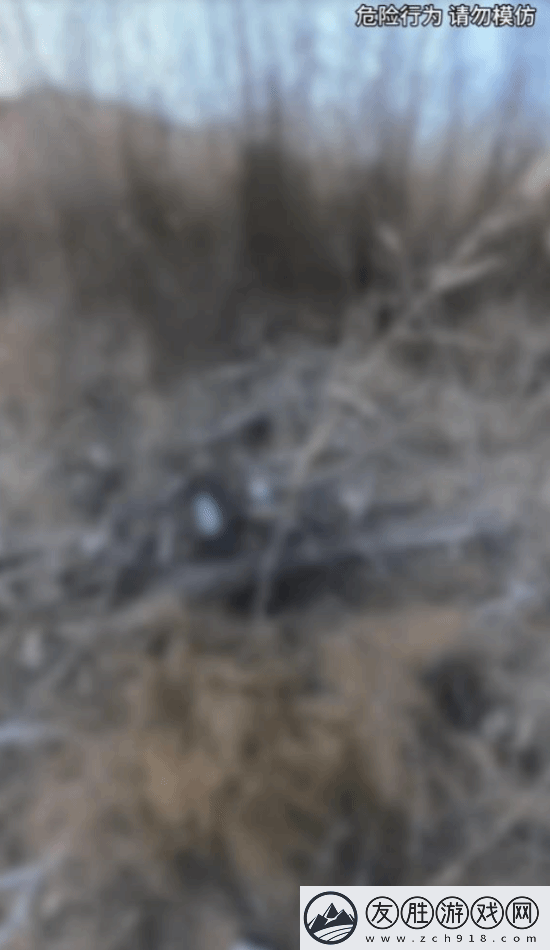 “猛蛇過江”第3次在野外發現遺骸