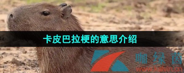 《抖音》卡皮巴拉梗的意思介紹